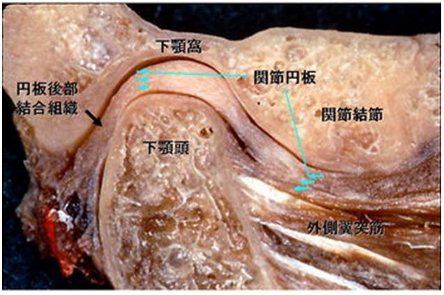 顎関節基本構造